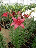 [4042 Cigalon No201.JPG]